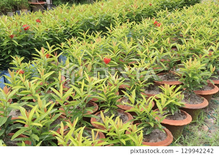 Chinese ixora flower plant on farm Chinese ixora flower plant on farm 129942242
