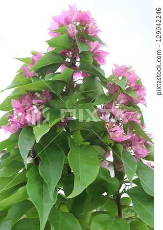Bougainvillea flower stock on tree with thorn Bougainvillea flower stock on tree with thorn 129942246