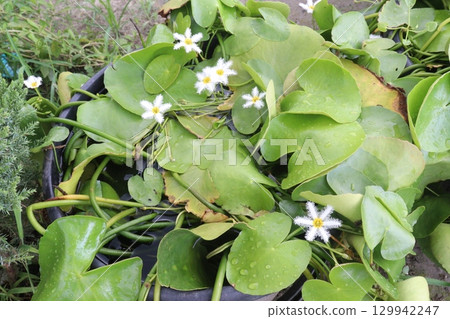 Nymphoides indica flower plant on water. is an aquatic plant 129942247