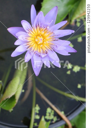 Nymphaea pubescens flower plant on pot 129942250