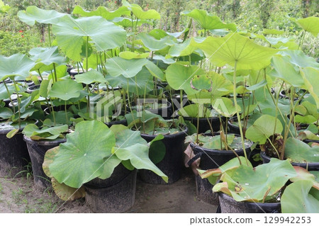 Water Droplet on the Lotus Leaf Water Droplet on the Lotus Leaf 129942253