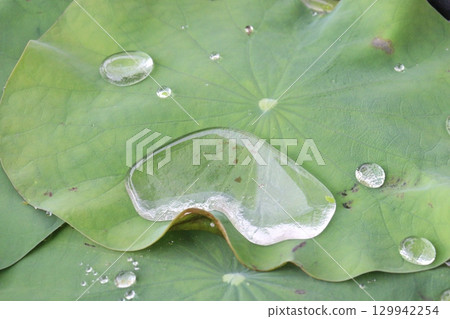 Water Droplet on the Lotus Leaf 129942254