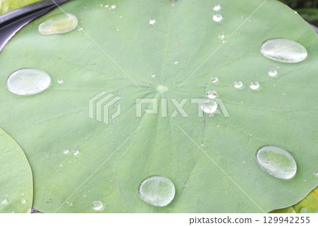 Water Droplet on the Lotus Leaf 129942255