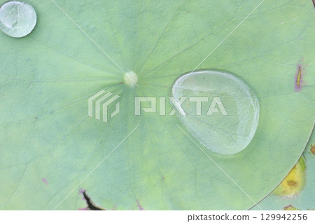 Water Droplet on the Lotus Leaf Water Droplet on the Lotus Leaf 129942256