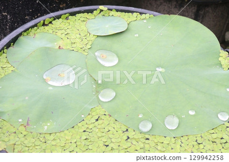 Water Droplet on the Lotus Leaf 129942258