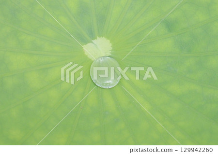 Water Droplet on the Lotus Leaf 129942260