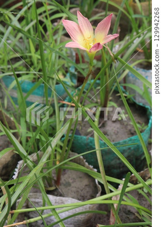 Pink Colored Autumn zephyrlily plant on farm 129942268