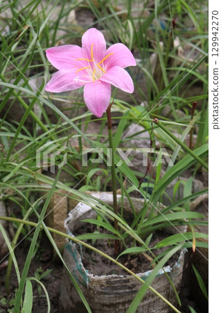 Pink Colored Autumn zephyrlily plant on farm Pink Colored Autumn zephyrlily plant on farm 129942270