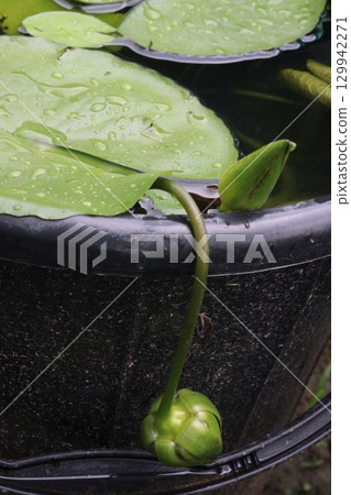 Nymphaea pubescens flower plant on pot Nymphaea pubescens flower plant on pot 129942271