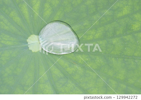 Water Droplet on the Lotus Leaf 129942272