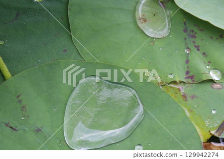Water Droplet on the Lotus Leaf 129942274