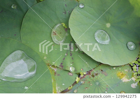 Water Droplet on the Lotus Leaf 129942275
