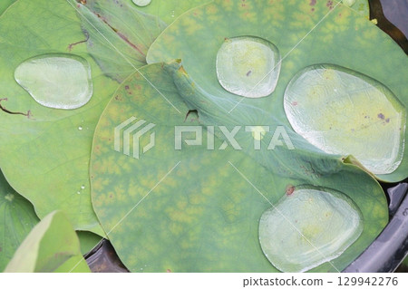 Water Droplet on the Lotus Leaf Water Droplet on the Lotus Leaf 129942276