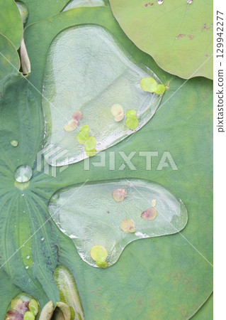 Water Droplet on the Lotus Leaf Water Droplet on the Lotus Leaf 129942277