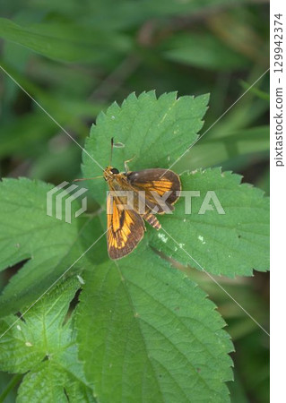 堅持葉子Kimadaraseseri 129942374