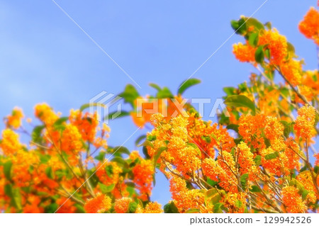 Clear blue sky and full-blooming osmanthus flowers 129942526