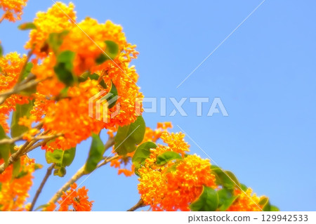 Refreshing blue sky and vibrant orange osmanthus Refreshing blue sky and vibrant orange osmanthus 129942533