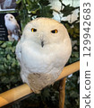 Snowy owl staring at me 129942683