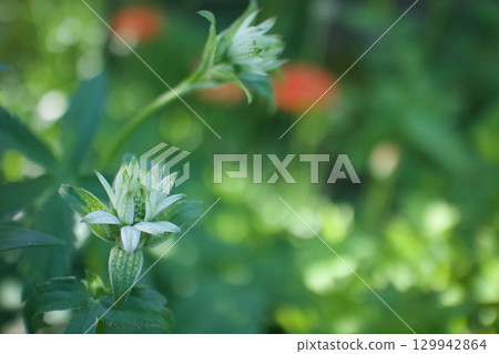 Astrantia begins to bloom like a star in full bloom, and its flower language is "wish upon a star," "intelligence," and "thirst for love." Astrantia begins to bloom like a star in full bloom, and its flower language is "wish upon a star," "intelligence," and "thirst for love." 129942864