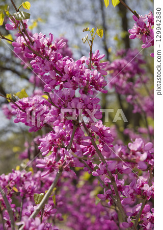 粉紅色的紫荊花正在盛開。它的學名是紫荊。 129942880