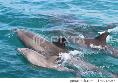 Parent and child of dolphin Parent and child of dolphin 129942967