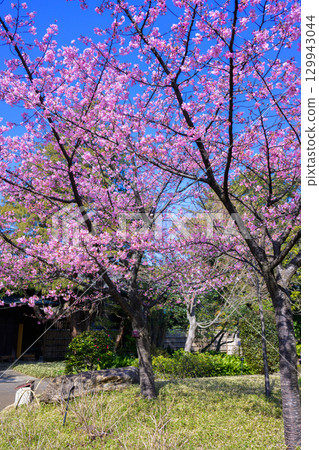 [Matsudo, Chiba Prefecture] View of the Tojo Residence 129943044