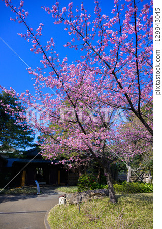 [千葉縣松戶市] 東城邸景色 129943045