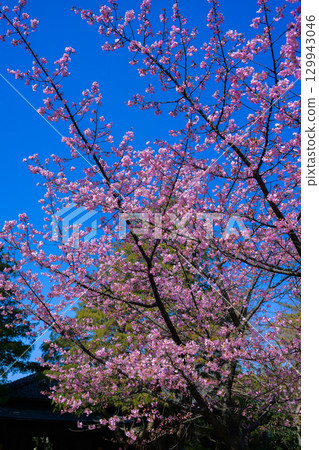 [千葉縣松戶市] 東城邸景色 129943046