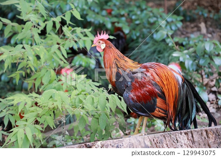 Chickens at the shrine 129943075