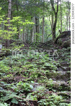 stone stairs in the forest stone stairs in the forest 129943077