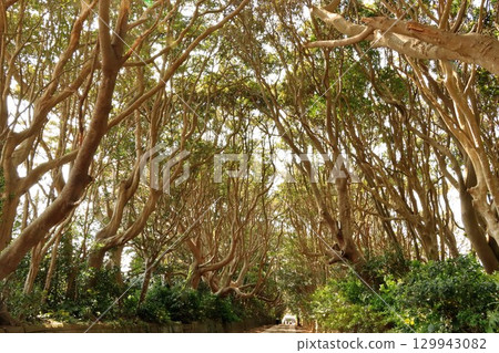 一條略顯恐怖的小路 一條略顯恐怖的小路 129943082