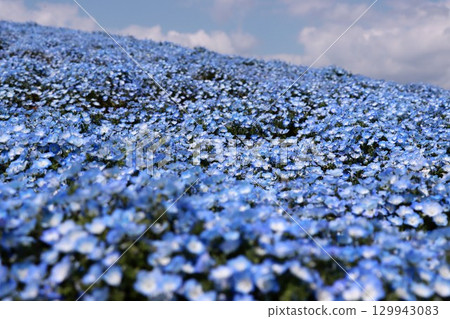 Blue sky and nemophila 129943083
