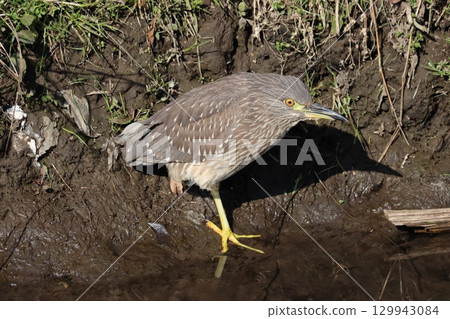 山羊的幼鳥 129943084