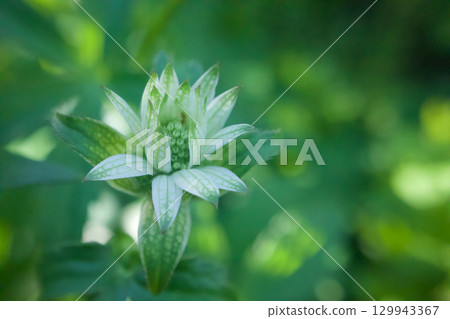 Astrantia begins to bloom like a star in full bloom, and its flower language is "wish upon a star," "intelligence," and "thirst for love." Astrantia begins to bloom like a star in full bloom, and its flower language is "wish upon a star," "intelligence," and "thirst for love." 129943367