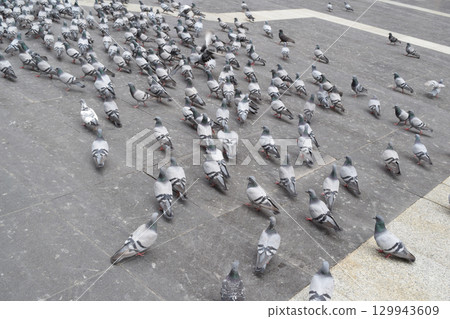 一群鴿子（沙烏地阿拉伯麥地那） 129943609