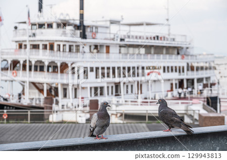 琵琶湖大津港的鴿(野鴿) 琵琶湖大津港的鴿(野鴿) 129943813