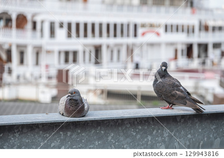 琵琶湖大津港的鴿(野鴿) 琵琶湖大津港的鴿(野鴿) 129943816