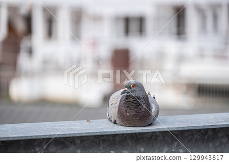 琵琶湖大津港的鴿(野鴿) 琵琶湖大津港的鴿(野鴿) 129943817