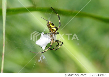 Argiope bruennichi entwines its prey with silk 129943968