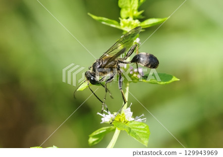 Flower visiting of the small burrowing wasp Flower visiting of the small burrowing wasp 129943969