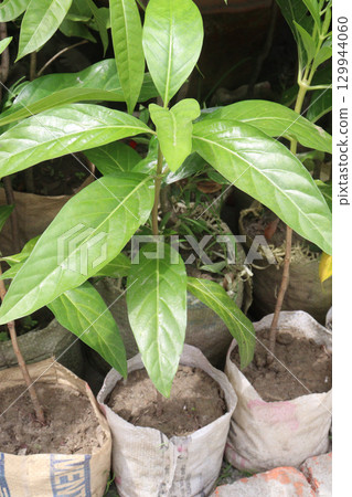 Morinda citrifolia Noni fruit on tree in nursery 129944060