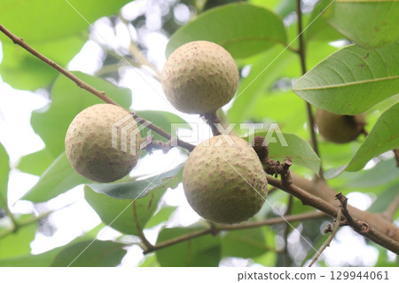 Longan fruit on tree in farm for harvest Longan fruit on tree in farm for harvest 129944061