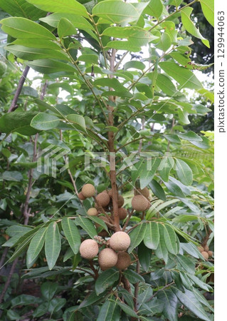 Longan fruit on tree in farm for harvest Longan fruit on tree in farm for harvest 129944063