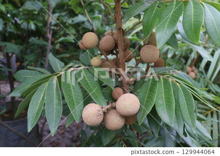Longan fruit on tree in farm for harvest Longan fruit on tree in farm for harvest 129944064