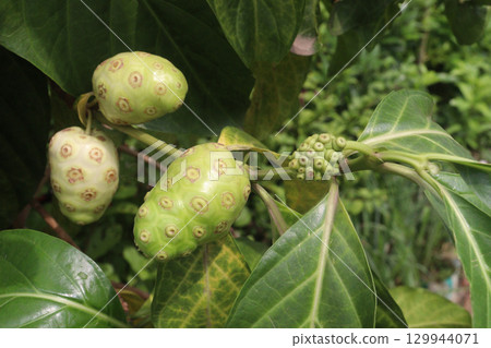 Morinda citrifolia Noni fruit on tree in nursery Morinda citrifolia Noni fruit on tree in nursery 129944071