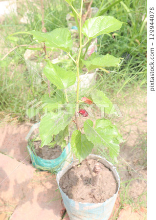 Mulberry on tree in farm for harvest 129944078