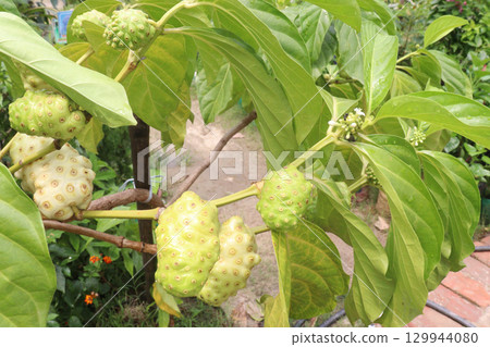 Morinda citrifolia Noni fruit on tree in nursery 129944080