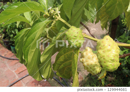 Morinda citrifolia Noni fruit on tree in nursery Morinda citrifolia Noni fruit on tree in nursery 129944081