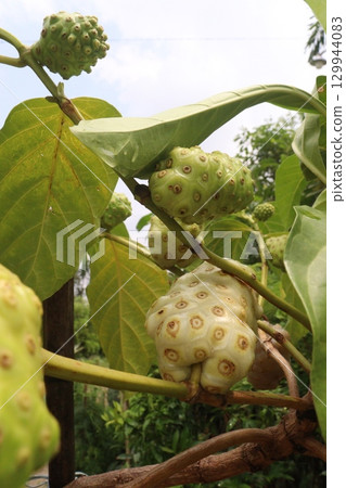 Morinda citrifolia Noni fruit on tree in nursery 129944083