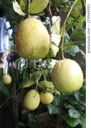 Lemons on tree in farm for harvest Lemons on tree in farm for harvest 129944093
